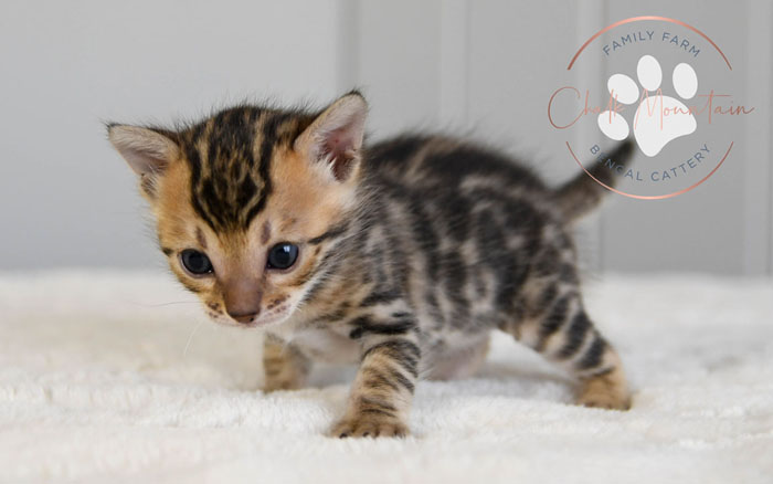 bengal kittens for sale